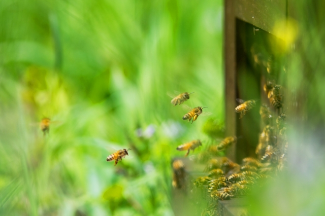 働き蜂の行動